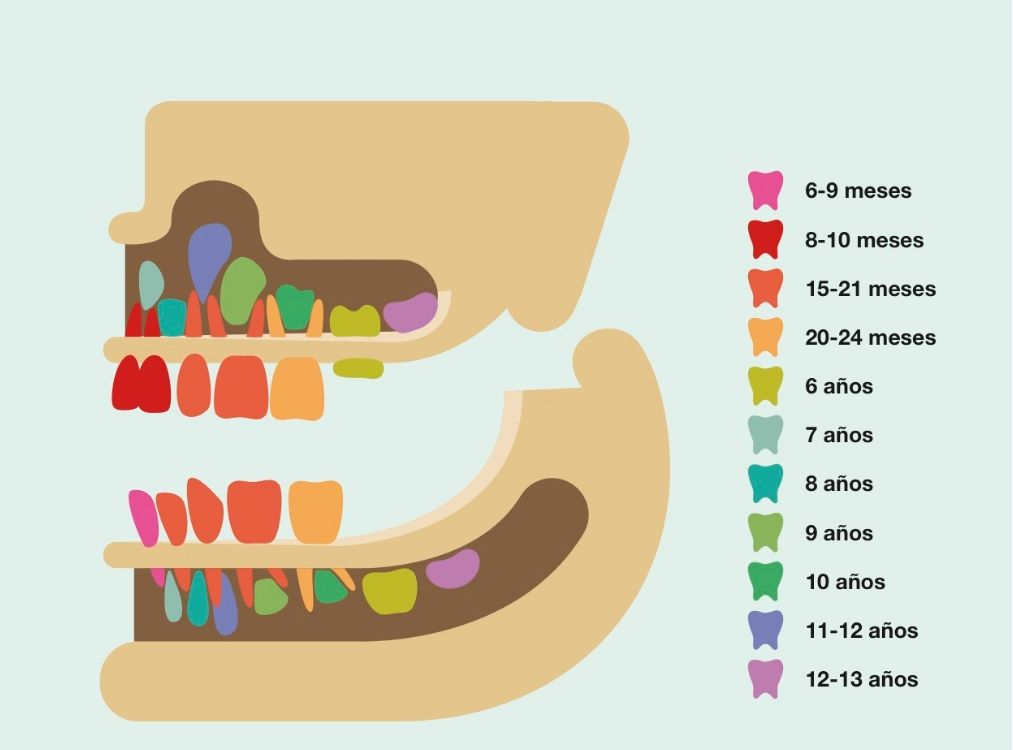 Odontopediatría - Odontopediatra en Madrid